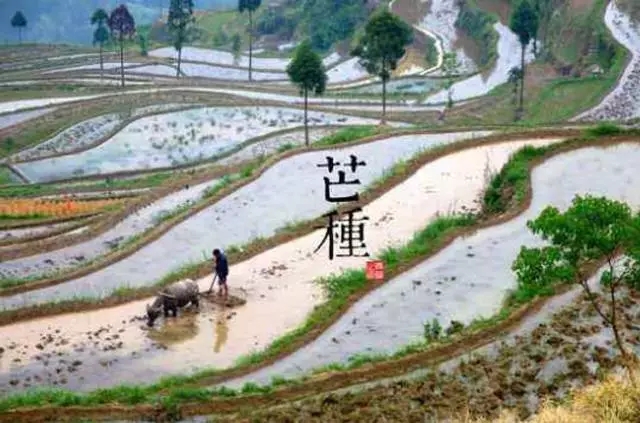 【二十四节气养生篇】芒种：谨防梅雨伤